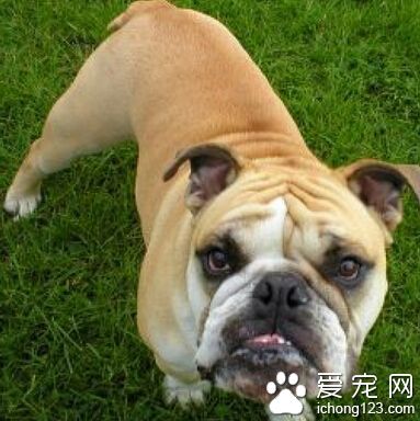 狗狗驅蟲吃什麼藥 最好去咨詢醫生