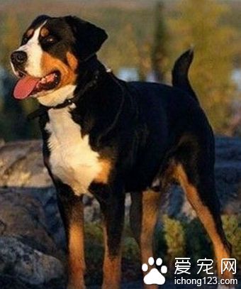 大瑞士山地犬好養嗎 適當補充礦物質