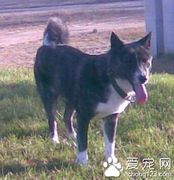 大瑞士山地犬體味程度 該犬體味較輕