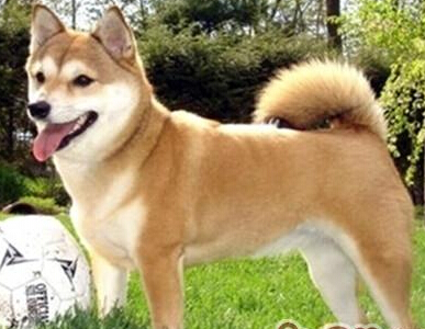 柴犬好養嗎 各方面素質都不錯適合家養