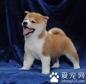 柴犬能長多大 體型標准針對成年犬來說