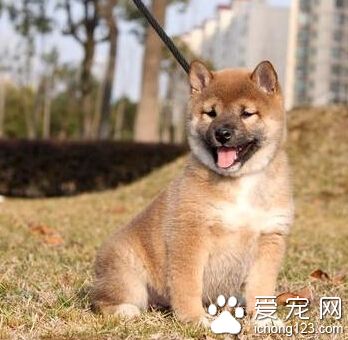柴犬幼犬喂養 注意出生到六個月大的飲食