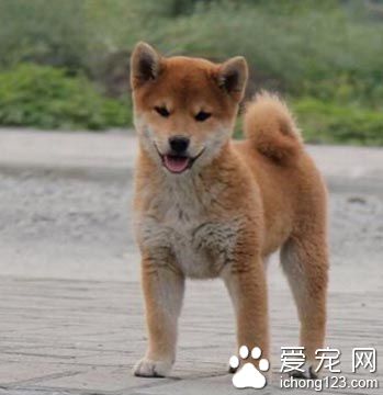 柴犬怎麼養 該犬的保養方法各式各樣