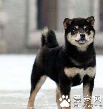 柴犬吃什麼 吃剩的食物一定要拿走