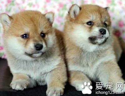 怎樣養柴犬 定期給狗狗修剪毛發