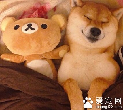 柴犬的喂食要點 不要隨便把零食給它吃