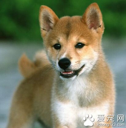 柴犬的養護常識 該犬天生就愛干淨