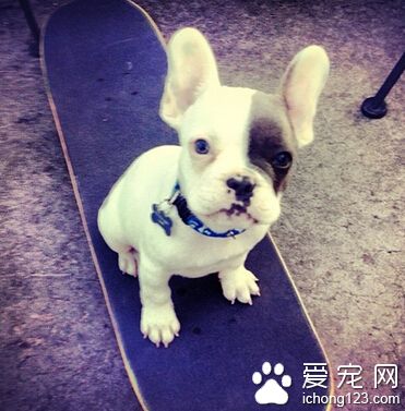 兩個月狗狗吃什麼 腸胃功能很脆弱