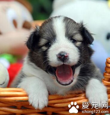 狗狗吃什麼毛色好 營養均衡很重要