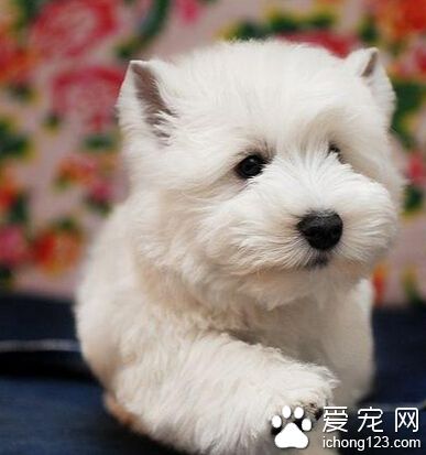 西高地白梗吃什麼 選擇天然無污染狗糧