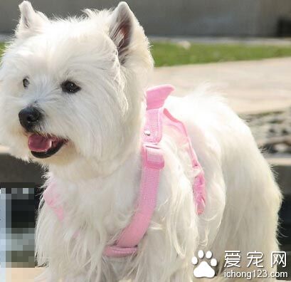 西高地白梗的掉毛程度 掉毛現象不嚴重