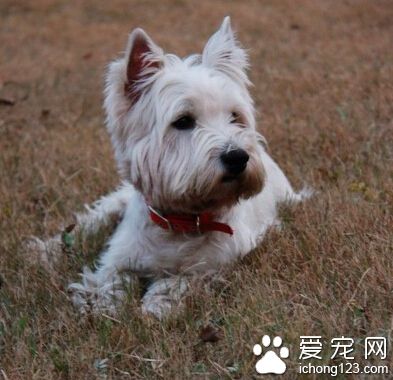 西高地白梗怎麼養 不要直接喂它們骨頭
