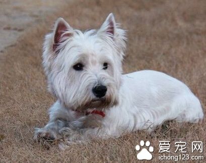 西高地白梗掉毛嗎 掉毛相對比較少