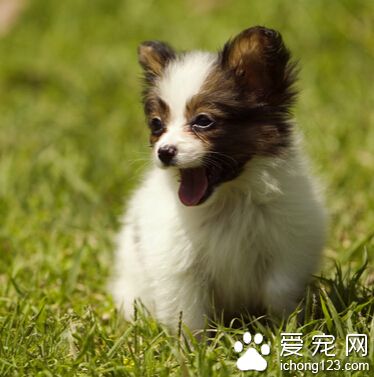 狗狗吃什麼肉好 避免含脂肪高的部分