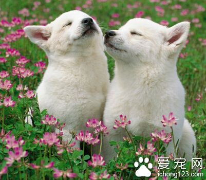 狗怕什麼味道 狗狗的嗅覺十分發達
