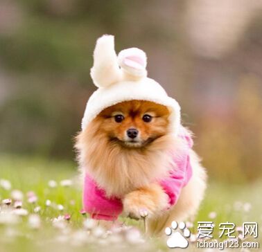 狗狗驅蟲後興奮 驅蟲後主要有三種反應