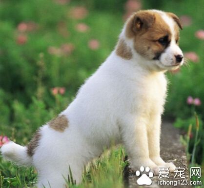 狗怕什麼味 一些刺激性很強的氣味
