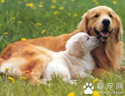 狗狗驅蟲後不吃飯 提供比較清淡的食物