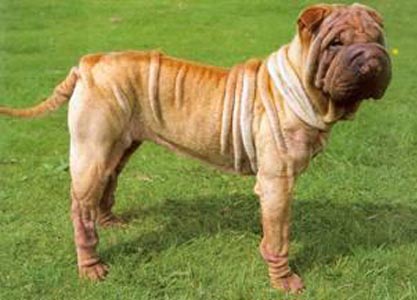 斗牛馬士提夫犬吃什麼好 先咨詢獸醫專家