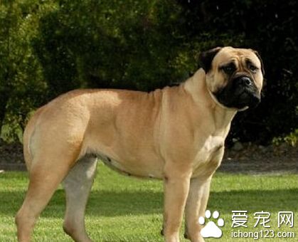 斗牛馬士提夫犬的喂食要點 注意禁忌食物