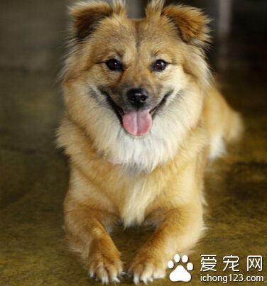  狗狗吃什麼補充微量元素 根據體質來選擇