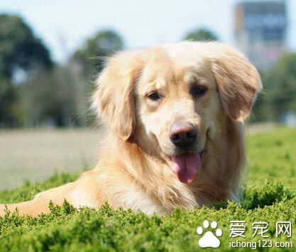狗狗吃什麼菜好 胡蘿卜是首選蔬菜之一