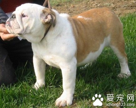 狗狗驅蟲藥反應 三種反應說明結果不同