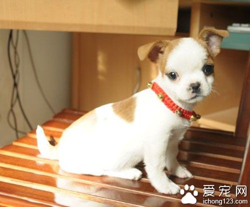 短毛狗怕冷 怕冷要給予適當關懷和照顧