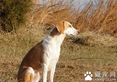 獵狐犬吃什麼好 肉類外還需補充維生素