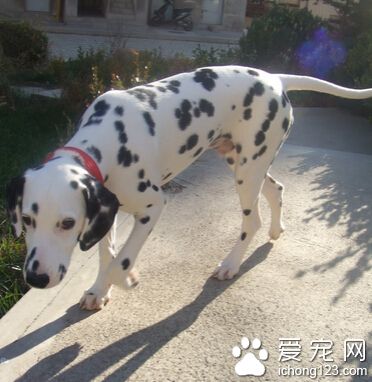 大麥町犬適合養嗎 是不可缺少運動的犬種