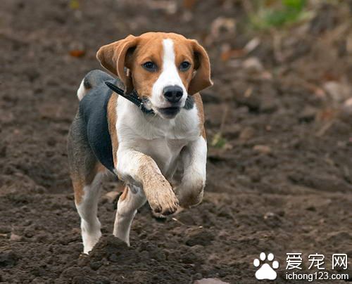 獵狐犬的養護常識 修剪毛發洗刷口鼻耳朵