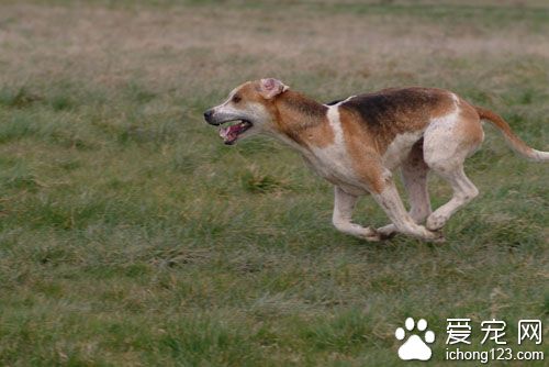 獵狐犬的喂食要點 幼崽喂養食物需易消化