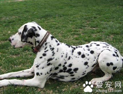 大麥町犬拉肚子 有針對性的診治
