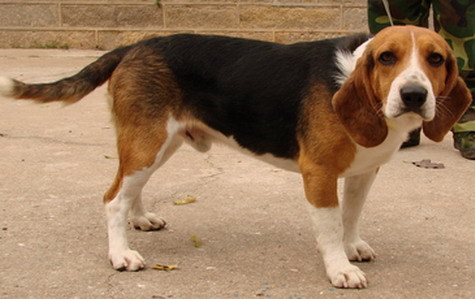 獵狐犬的形態特征 肌肉發達鼻子靈敏