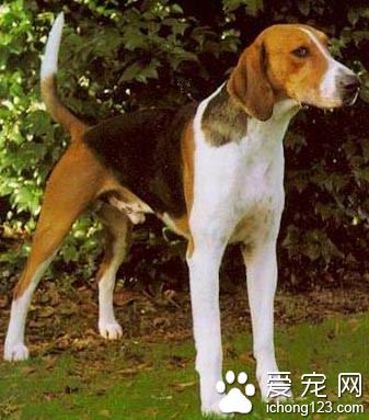 獵狐犬的性格 勇敢而忠誠的優秀護衛犬種