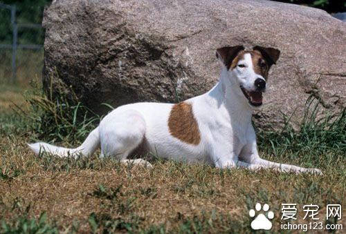 獵狐犬多少錢一只 約在一千到五千元不等