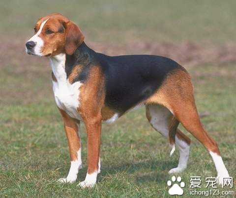 獵狐犬的壽命 據記載平均壽命有十年之久
