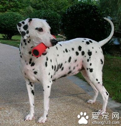 大麥町犬好養嗎 先了解斑點狗的習慣