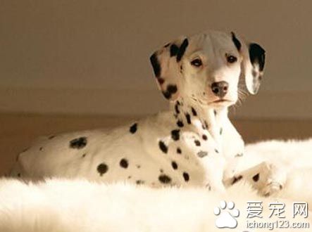 大麥町犬的養護常識 一些事物的禁忌