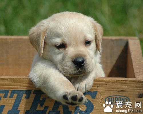 給狗狗吃什麼最好 合理的營養配比很重要