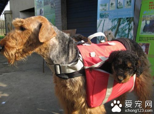 萬能梗的特點 活力旺盛易頑固不脫毛