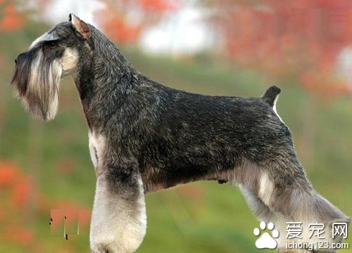 萬能梗的喂食要點 幼犬不能過飽或過饑