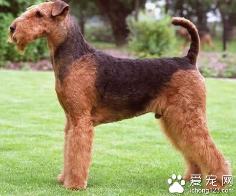 萬能梗怎麼選 認真觀察形態特征和毛發