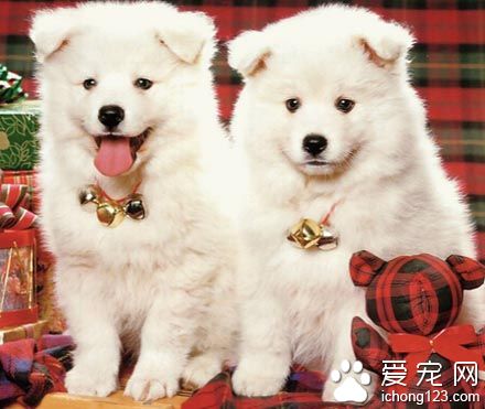 狗狗吃什麼降火 一些降火的小技巧