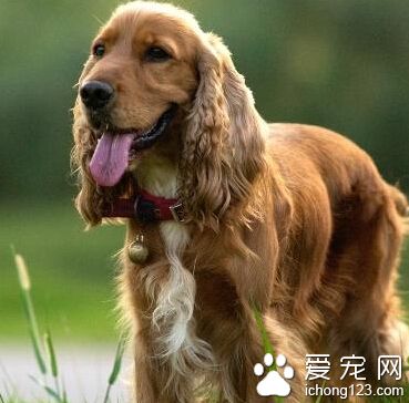 可卡犬為什麼要斷尾 根據本身特點決定