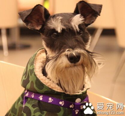 給狗狗吃什麼 要注意搭配保證營養均衡