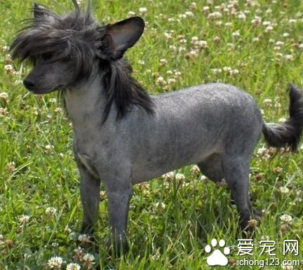冠毛犬吃什麼好 冠毛犬是很貪食的狗狗