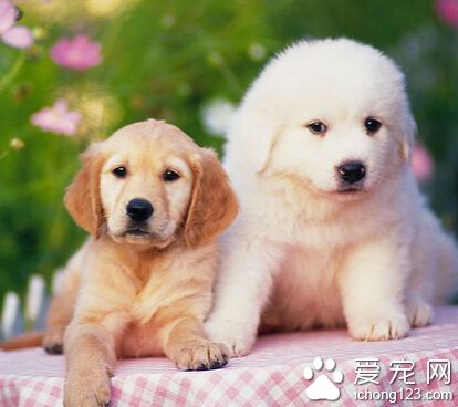 狗身上有皮屑怎麼辦 去除皮屑簡單方法