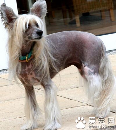 冠毛犬的日常護理 長毛品種的毛發易打結