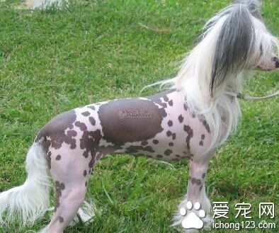 冠毛犬的喂食要點 愛吃新鮮的蔬菜